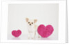 Chihuahua With Heart-shaped Cushions by Corbis