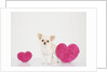 Chihuahua With Heart-shaped Cushions by Corbis