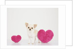 Chihuahua With Heart-shaped Cushions by Corbis