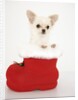 Chihuahua in Christmas Stocking by Anonymous