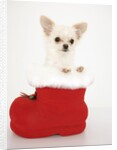Chihuahua in Christmas Stocking by Anonymous