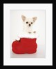 Chihuahua in Christmas Stocking by Anonymous