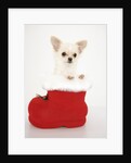 Chihuahua in Christmas Stocking by Anonymous