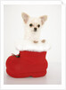 Chihuahua in Christmas Stocking by Anonymous
