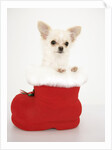 Chihuahua in Christmas Stocking by Anonymous