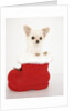 Chihuahua in Christmas Stocking by Anonymous