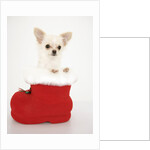 Chihuahua in Christmas Stocking by Anonymous