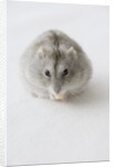 Hamster Eating Cheese by Anonymous