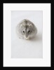 Hamster Eating Cheese by Anonymous