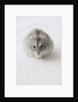 Hamster Eating Cheese by Anonymous