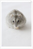 Hamster Eating Cheese by Anonymous