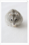 Hamster Eating Cheese by Anonymous