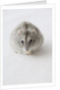 Hamster Eating Cheese by Anonymous