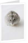Hamster Eating Cheese by Anonymous