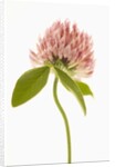 Pink Clover Flower by Anonymous