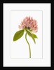 Pink Clover Flower by Anonymous