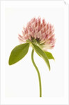 Pink Clover Flower by Anonymous