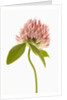 Pink Clover Flower by Anonymous