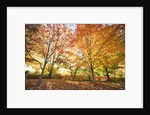 Trees in Autumn by Anonymous