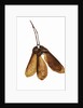 Maple Seeds by Anonymous
