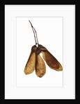 Maple Seeds by Anonymous