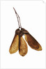 Maple Seeds by Anonymous