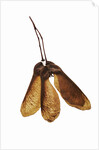 Maple Seeds by Anonymous