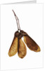 Maple Seeds by Anonymous