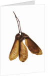 Maple Seeds by Anonymous