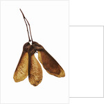 Maple Seeds by Anonymous