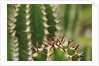Boesmangifboom by Anonymous