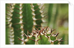 Boesmangifboom by Anonymous