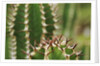 Boesmangifboom by Anonymous
