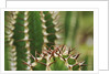 Boesmangifboom by Anonymous