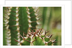 Boesmangifboom by Anonymous