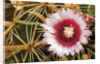 Cactus Flower and Thorns by Anonymous