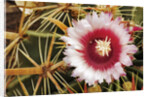 Cactus Flower and Thorns by Anonymous
