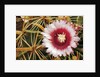 Cactus Flower and Thorns by Anonymous