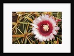 Cactus Flower and Thorns by Anonymous