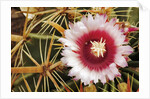 Cactus Flower and Thorns by Anonymous