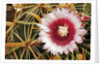 Cactus Flower and Thorns by Anonymous