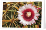 Cactus Flower and Thorns by Anonymous