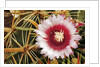 Cactus Flower and Thorns by Anonymous