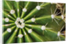 Cactus Thorns by Anonymous