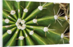 Cactus Thorns by Anonymous