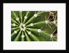 Cactus Thorns by Anonymous