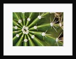 Cactus Thorns by Anonymous
