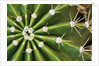 Cactus Thorns by Anonymous