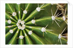 Cactus Thorns by Anonymous