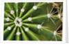 Cactus Thorns by Anonymous